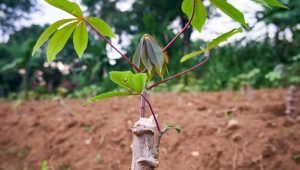 closeup-cassava-growing-fresh-plantation_579764-995