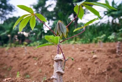 closeup-cassava-growing-fresh-plantation_579764-995
