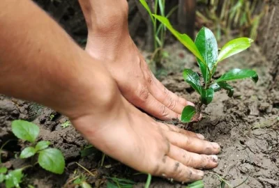 planting-tree-plant-save-plant-save-life-environme